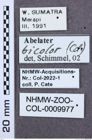 Etiketten zu Calais parreyssi (NHMW-ZOO-COL-0009977)